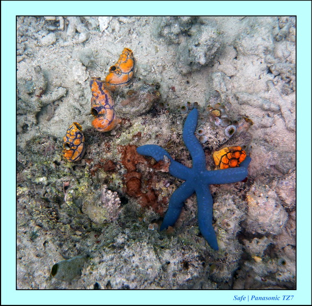 2009    07   Kapalai 07